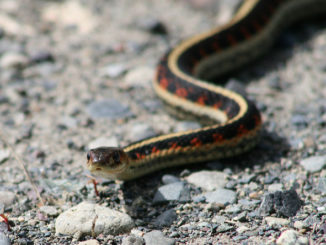 hur man skrämmer bort ormar från en sommarstuga