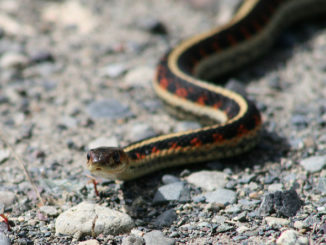 hvordan skremme bort slanger fra en sommerhus