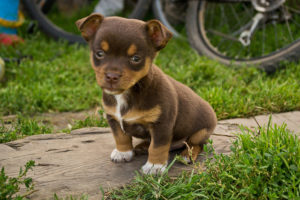 hoe krijgen puppy's vlooien