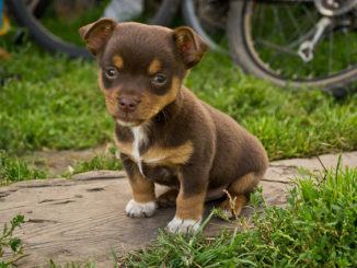 hoe krijgen puppy's vlooien