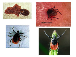 tick diseases in humans