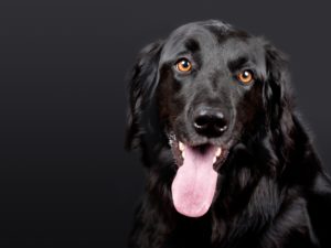 rimedi popolari per pulci per cani