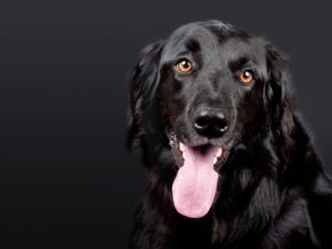 volksvlooien remedies voor honden