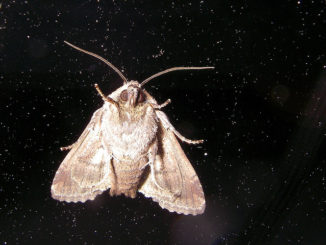 what is afraid of moth