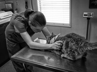 kattengeneesmiddel tegen vlooien