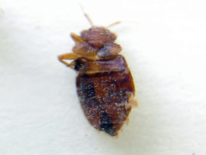 แก้ไขมืออาชีพสำหรับ bedbugs