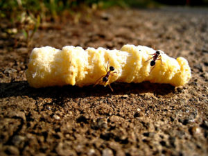 com emmagatzemar cereals perquè no es comencin els insectes