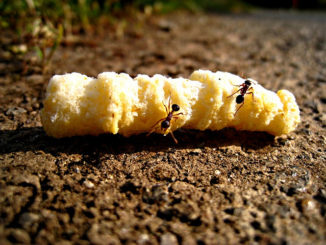 Wie man Getreide lagert, damit keine Insekten auftauchen