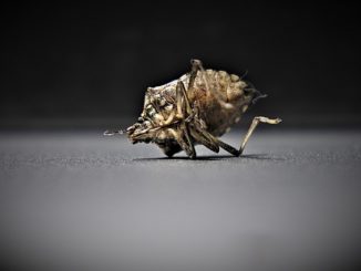 Hoe insecten te etsen