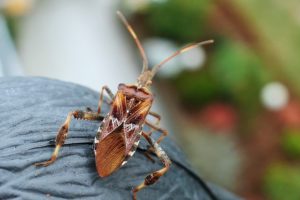 Hoe bugs effectief te verwijderen