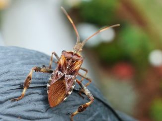 Hoe bugs effectief te verwijderen