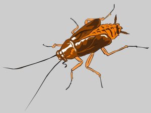 Cypermethrin จากคำวิจารณ์ของแมลงสาบ