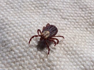 How to remove a tick from a person