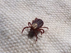 how to identify an encephalitis tick