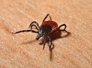 Tick-burne borreliosis vad är det