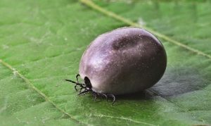 Wie bekomme ich ein Häkchen?