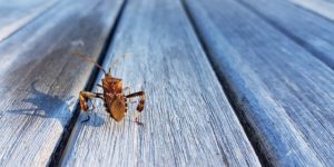 Van wat bugs verschenen in het appartement