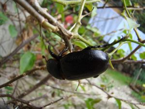 Fighting cockroaches in an apartment with folk remedies