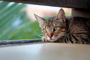 Hogyan lehet megérteni, hogy a macskánál van rák atka