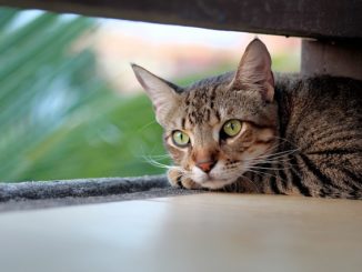 Paano maintindihan na ang isang pusa ay may mga scabies mites