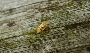 Averfos fra bedbugs anmeldelser