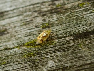 Averfos fra bedbugs anmeldelser