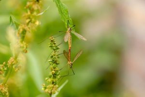 Comment un fumigateur agit-il sur un moustique