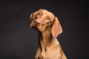 Wie werden Ohrmilben bei Hunden behandelt?