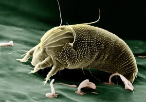 Dust mite how to get rid of at home