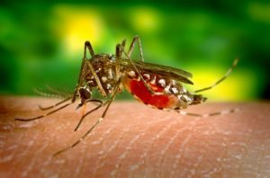 Remedii populare pentru mușcăturile de țânțar