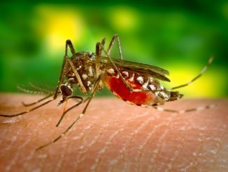 Народни лекови против убода комараца