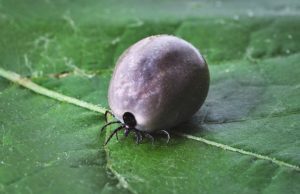 Què passarà després d'una picada d'una encefalitis